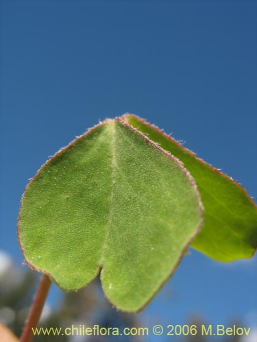 Фотография Oxalis valdiviensis (). Щелкните, чтобы увеличить вырез.