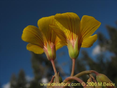 Фотография Oxalis valdiviensis (). Щелкните, чтобы увеличить вырез.