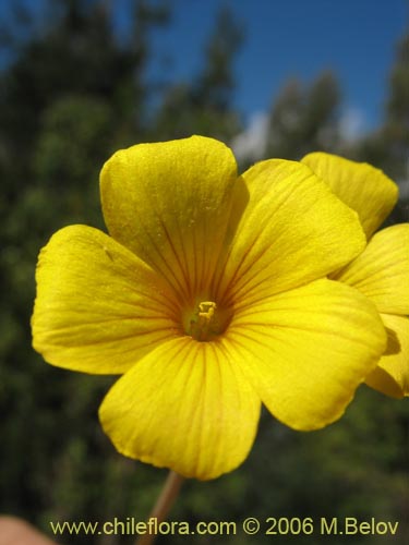 Image of Oxalis valdiviensis (). Click to enlarge parts of image.