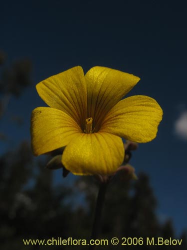 Фотография Oxalis valdiviensis (). Щелкните, чтобы увеличить вырез.