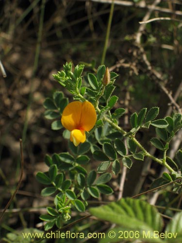 Imágen de Adesmia sp. #1530 (). Haga un clic para aumentar parte de imágen.