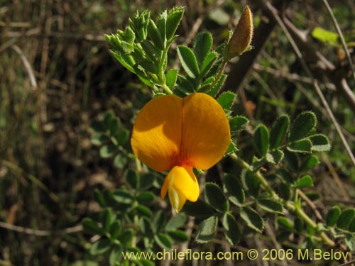 Imágen de Adesmia sp. #1530 (). Haga un clic para aumentar parte de imágen.