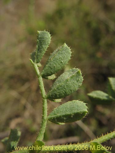 Imágen de Adesmia sp. #1530 (). Haga un clic para aumentar parte de imágen.