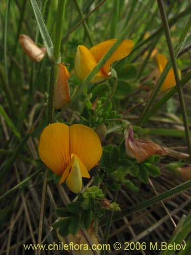 Bild von Adesmia sp. #1530 (). Klicken Sie, um den Ausschnitt zu vergrössern.