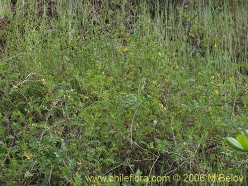 Imágen de Adesmia sp. #1530 (). Haga un clic para aumentar parte de imágen.