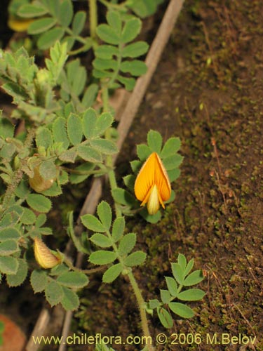 Imágen de Adesmia sp. #1530 (). Haga un clic para aumentar parte de imágen.