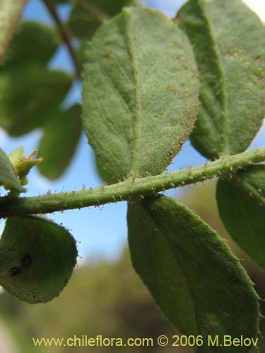 Image of Adesmia sp. #1530 (). Click to enlarge parts of image.