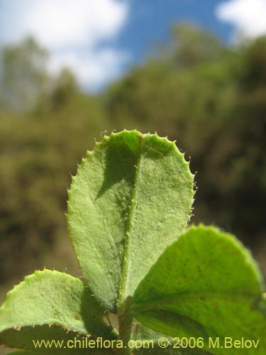 Image of Adesmia sp. #1530 (). Click to enlarge parts of image.