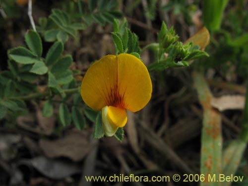 Imágen de Adesmia sp. #1530 (). Haga un clic para aumentar parte de imágen.