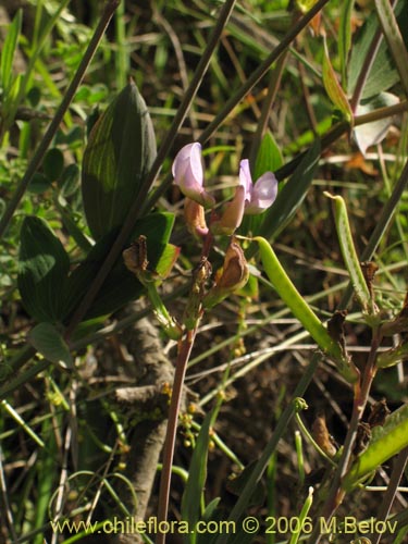 Fabaceae sp. #1860の写真