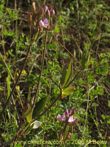 Fabaceae sp. #1860の写真