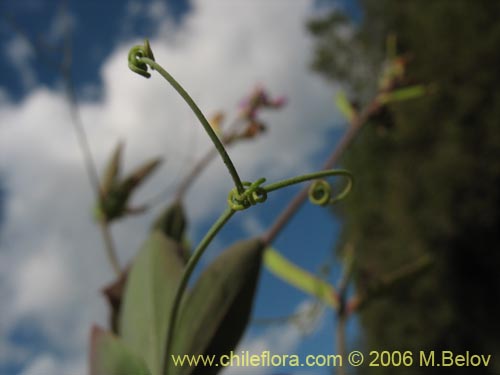 Fabaceae sp. #1860의 사진