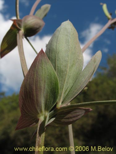 Фотография Fabaceae sp. #1860 (). Щелкните, чтобы увеличить вырез.