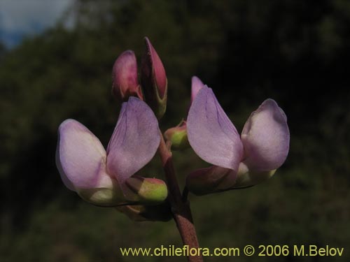 Imágen de Fabaceae sp. #1860 (). Haga un clic para aumentar parte de imágen.