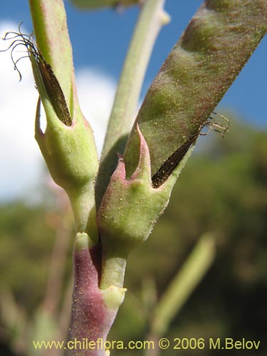 Fabaceae sp. #1860의 사진