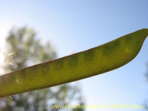 Image of Fabaceae sp. #1860 (). Click to enlarge parts of image.