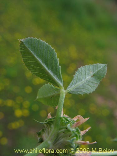 Image of Trifolium glomeratum (Trebol). Click to enlarge parts of image.