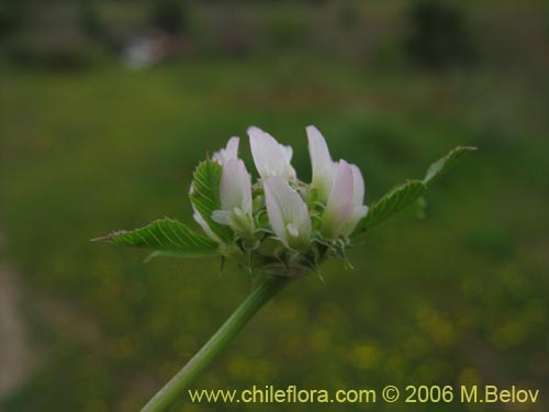 Image of Trifolium glomeratum (Trebol). Click to enlarge parts of image.