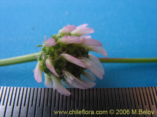 Imágen de Trifolium glomeratum (Trebol). Haga un clic para aumentar parte de imágen.