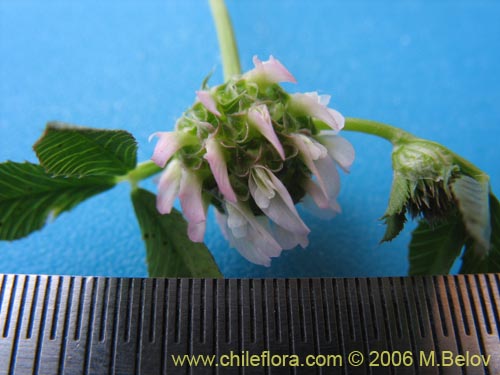 Imágen de Trifolium glomeratum (Trebol). Haga un clic para aumentar parte de imágen.