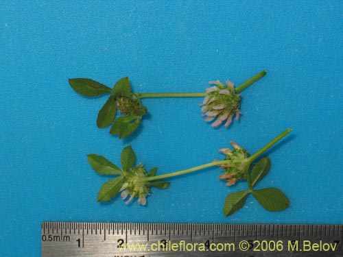 Imágen de Trifolium glomeratum (Trebol). Haga un clic para aumentar parte de imágen.