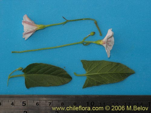 Image of Convolvulus arvensis (Correvuela). Click to enlarge parts of image.