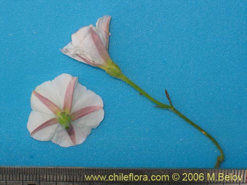 Image of Convolvulus arvensis (Correvuela). Click to enlarge parts of image.