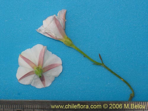 Convolvulus arvensis의 사진