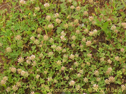 Image of Trifolium glomeratum (Trebol). Click to enlarge parts of image.