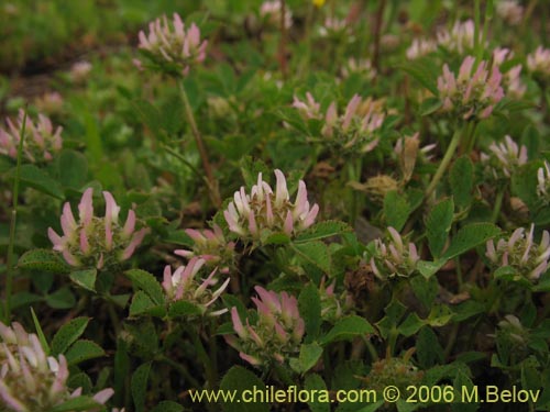 Bild von Trifolium glomeratum (Trebol). Klicken Sie, um den Ausschnitt zu vergrössern.