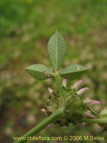 Image of Trifolium glomeratum (Trebol). Click to enlarge parts of image.