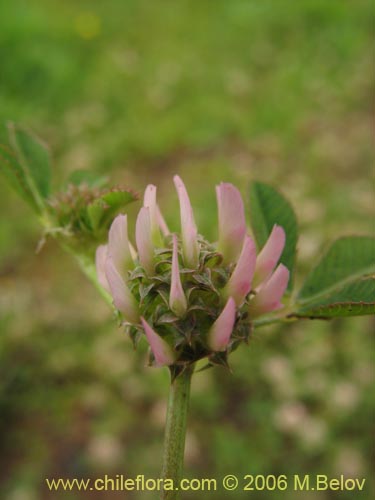 Trifolium glomeratum的照片