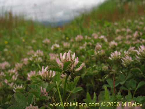 Trifolium glomeratum的照片
