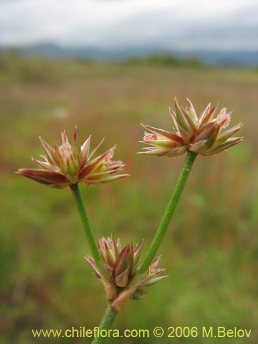 Imágen de Poaceae sp. #1868 (). Haga un clic para aumentar parte de imágen.