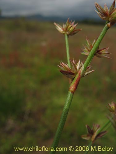 Poaceae sp. #1868의 사진