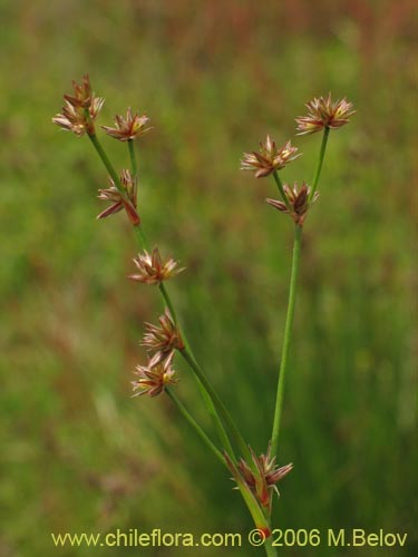 Poaceae sp. #1868의 사진