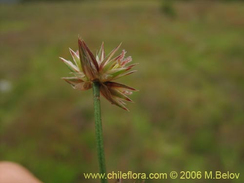 Imágen de Poaceae sp. #1868 (). Haga un clic para aumentar parte de imágen.