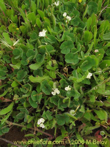 Imágen de Fabaceae sp. #1863 (). Haga un clic para aumentar parte de imágen.