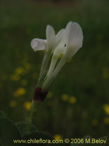 Fabaceae sp. #1863의 사진