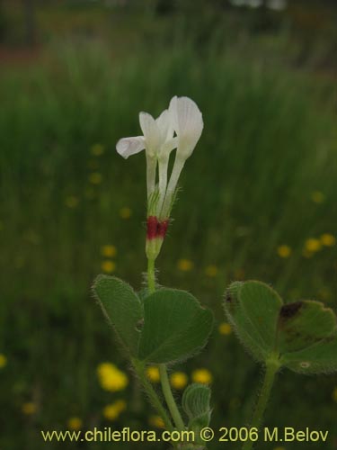 Fabaceae sp. #1863의 사진