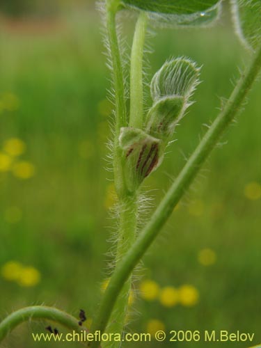 Image of Fabaceae sp. #1863 (). Click to enlarge parts of image.