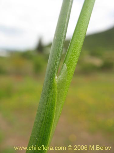 Bild von Poaceae sp. #1868 (). Klicken Sie, um den Ausschnitt zu vergrössern.