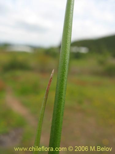 Image of Poaceae sp. #1868 (). Click to enlarge parts of image.