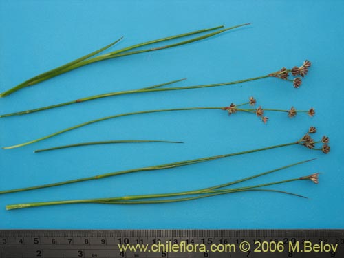 Poaceae sp. #1868의 사진