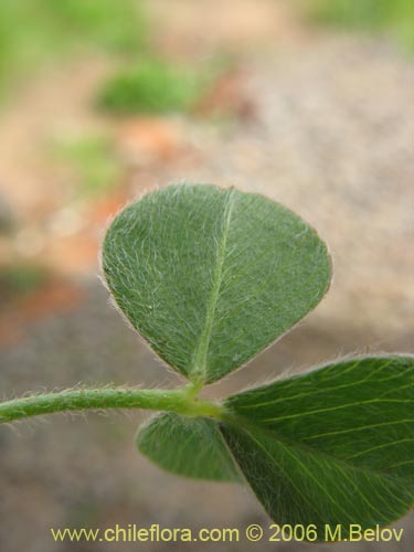 Fabaceae sp. #1863의 사진