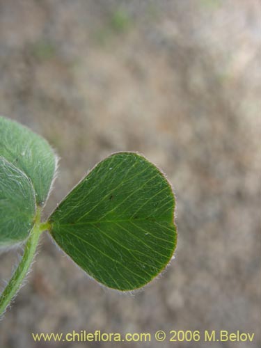 Bild von Fabaceae sp. #1863 (). Klicken Sie, um den Ausschnitt zu vergrössern.