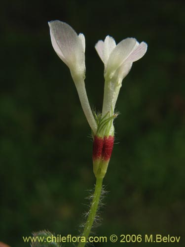 Fabaceae sp. #1863의 사진