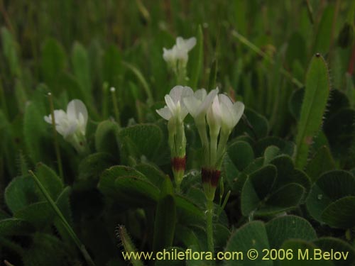 Imágen de Fabaceae sp. #1863 (). Haga un clic para aumentar parte de imágen.