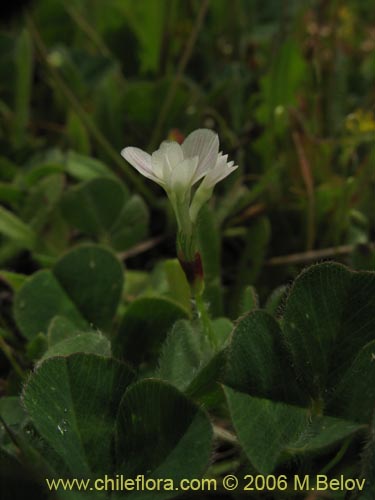 Fabaceae sp. #1863の写真