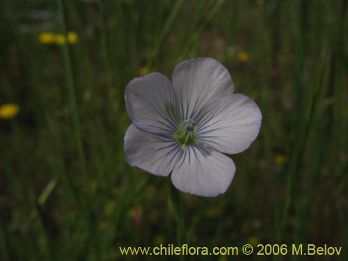 Imágen de Linum bienne (Lino silvestre). Haga un clic para aumentar parte de imágen.